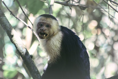 Portrait of a monkey
