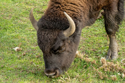 Sheep grazing in a field