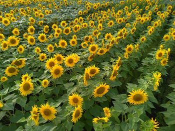 Scenic view of sunflower field