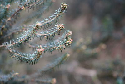 Close-up of flower tree