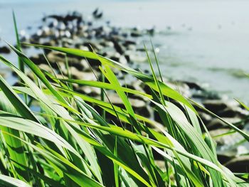 Close-up of grass by sea against sky