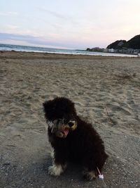 Dog on beach against sky during sunset