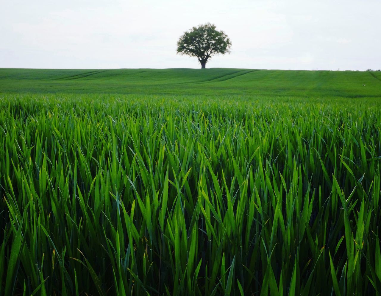 CROPS GROWING ON FIELD