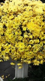 Full frame shot of yellow flowers