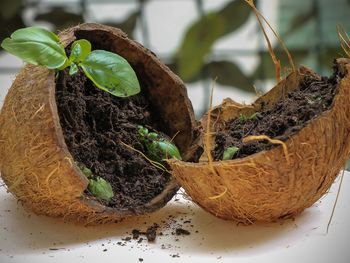 Close-up of potted plant