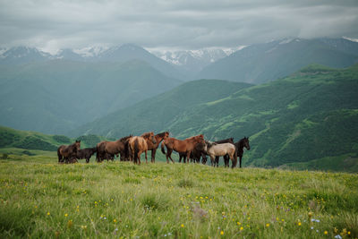 Horses on a field. horses in the mountains