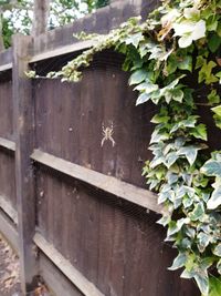 Close-up of spider on web
