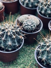 High angle view of succulent plant in pot