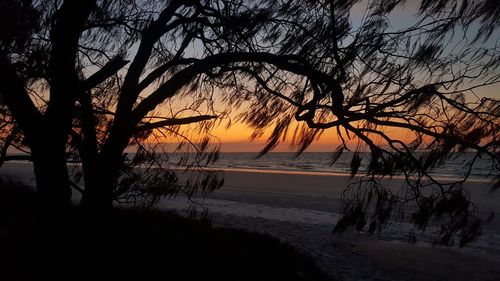 Silhouette of trees at beach during sunset