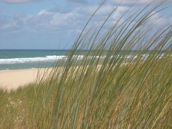 Close-up of grass on beach against sky