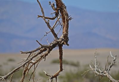 Close-up of dead tree on branch against sky