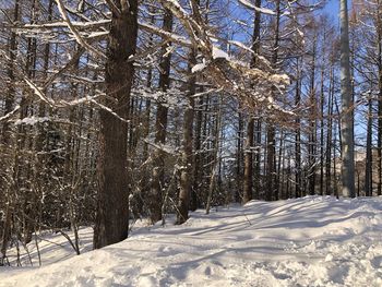 Snow covered land and trees in forest