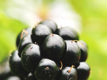 Close-up of berries growing outdoors