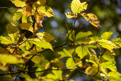 Close-up of leaves on plant during autumn