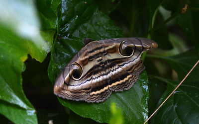 Close-up of insect on leaves