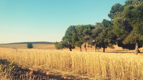 Trees on field against clear sky in an old colonial farm known as deloune.