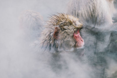 Japanese macaque in hot spring