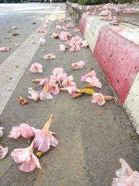 High angle view of fallen leaves on footpath