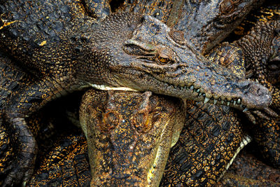 Close-up of crocodile