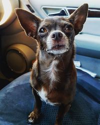 Close-up portrait of a dog