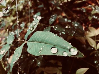 Close-up of wet plant leaves during rainy season