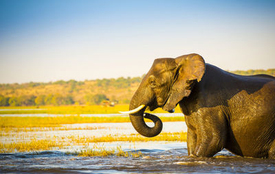 Elephant drinking water