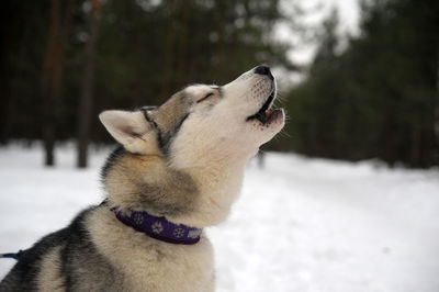 Close-up of dog looking away