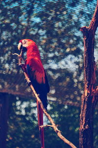 Bird perching on a tree
