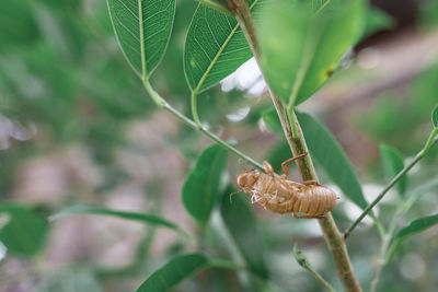 Close-up of butterfly on plant