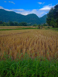 Scenic view of field against sky