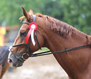Close-up of horse in ranch