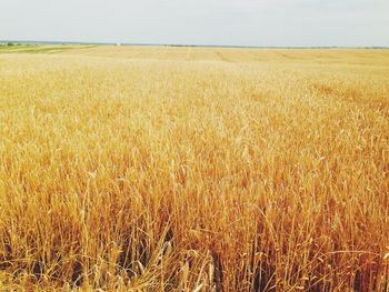 Crop in field