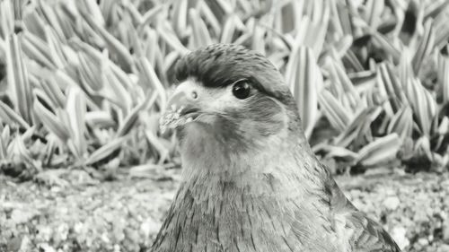 Close-up of eagle outdoors