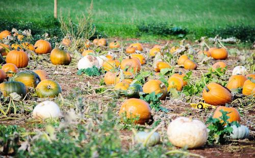 Pumpkins on field