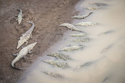 High angle view of crocodiles in lake