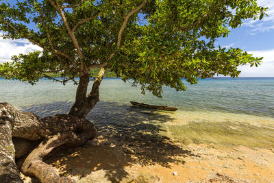 Tree by sea against sky