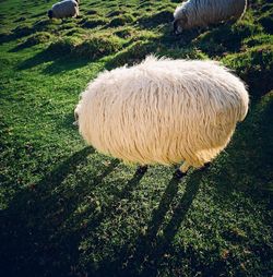 View of sheep on field