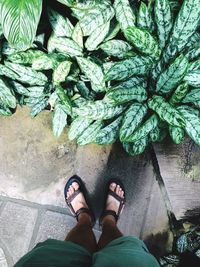 Low section of person standing on plant