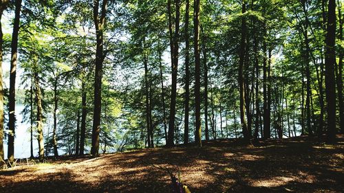 Trees in forest