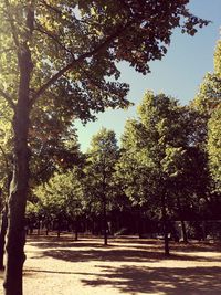 Trees in park