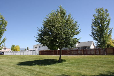 Trees in lawn against clear blue sky