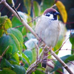 Close-up of bird perching on branch