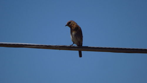 Low angle view of bird perching against clear blue sky