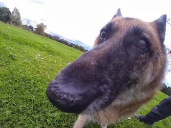 Dog on grassy field