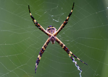 Close-up of spider on web