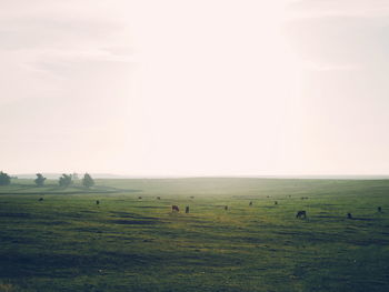 Scenic view of grassy field against sky