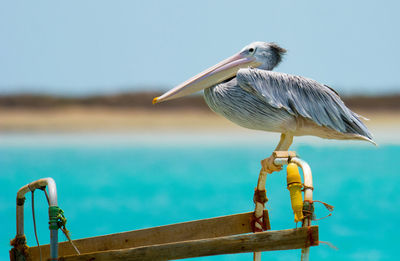 Bird perching on wooden post