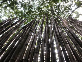 Low angle view of bamboo trees in forest