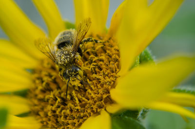 Close-up of insect on yellow flower