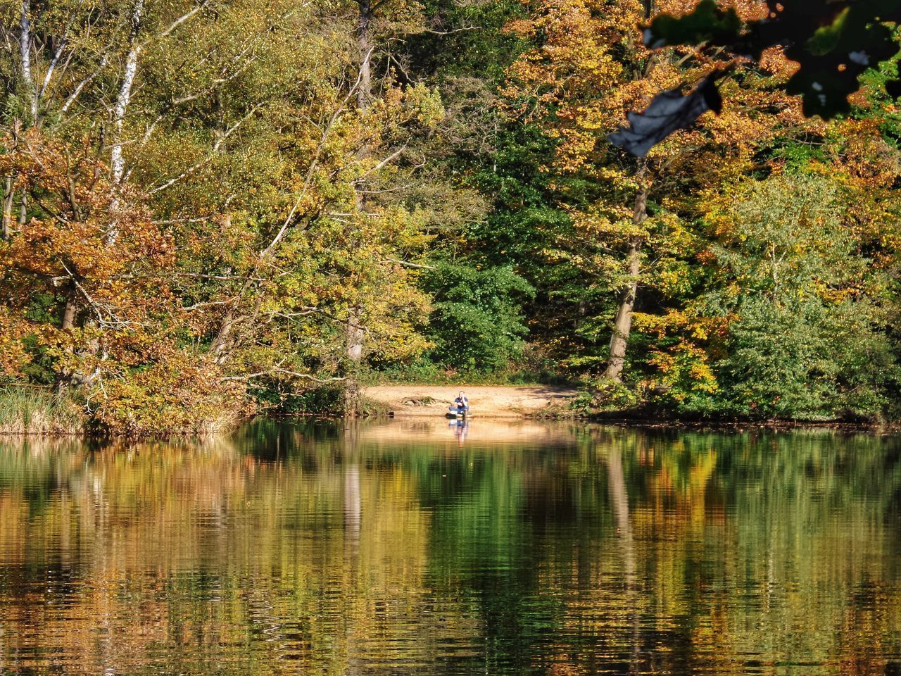 SCENIC VIEW OF LAKE IN FOREST